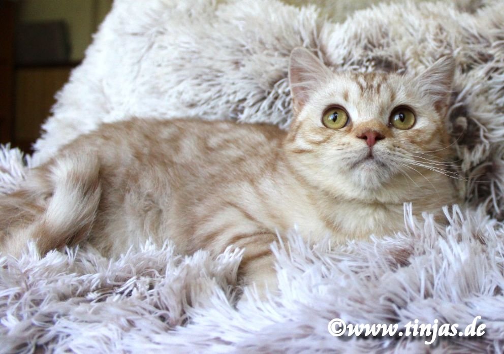 Britisch Kurzhaar cinnamon silver tabby spotted </A>